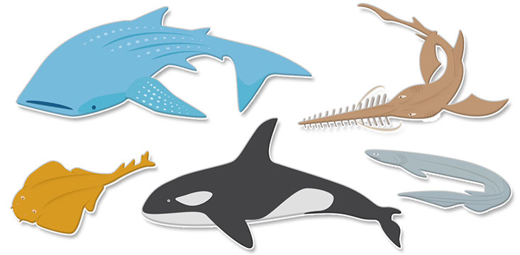 Animal illustrations