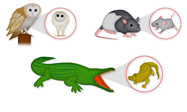 Illustrations of animals